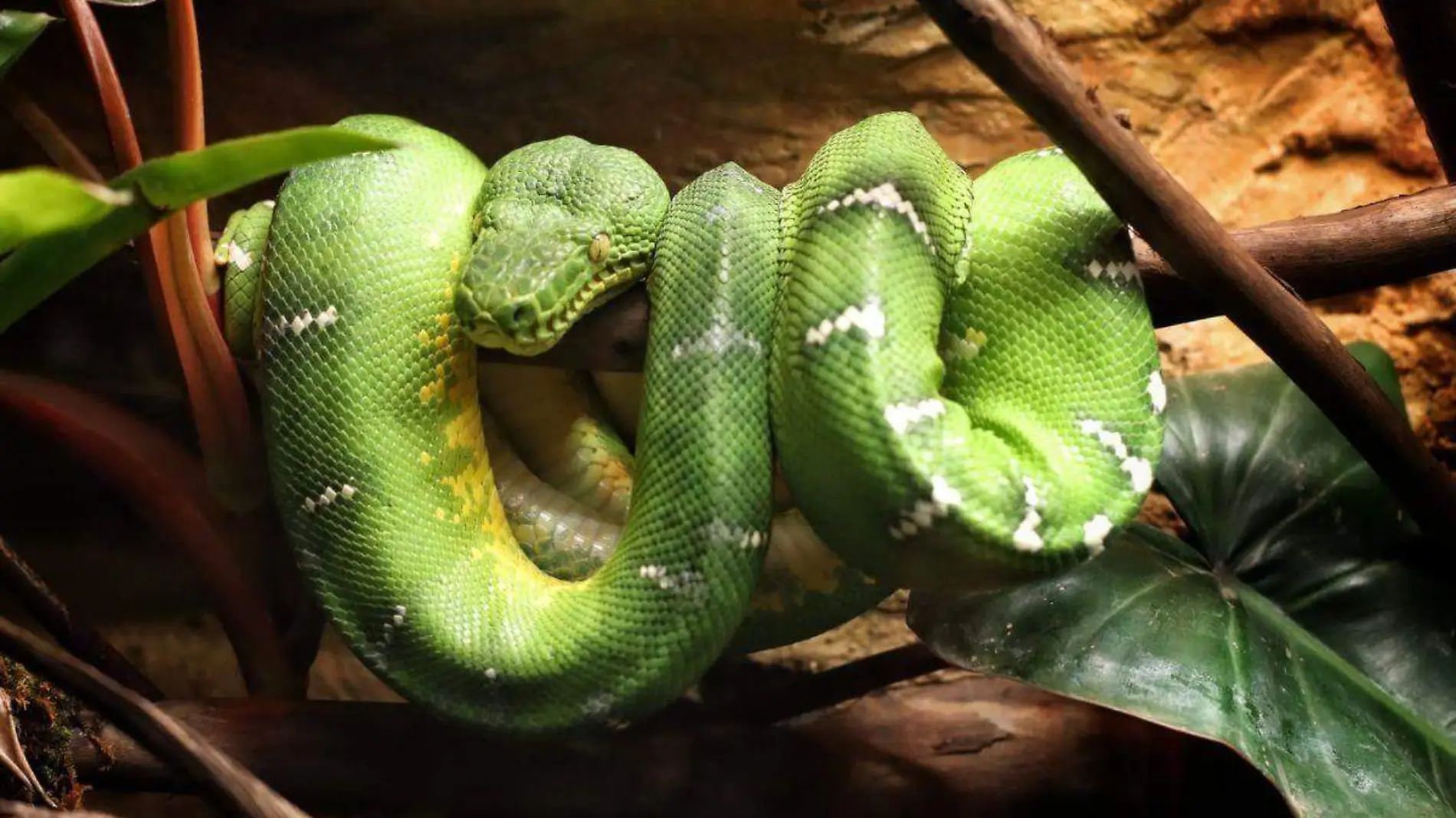 Acuario Michin_CDMX_7